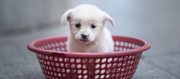 köpek yavrusu - Sputnik Türkiye