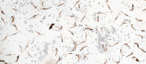 Anofel cinsi sivri sinekler - Sputnik Türkiye