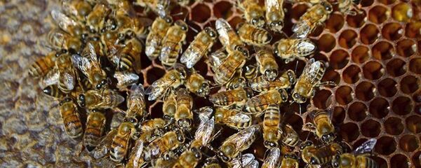 Bal- Arı - Sputnik Türkiye