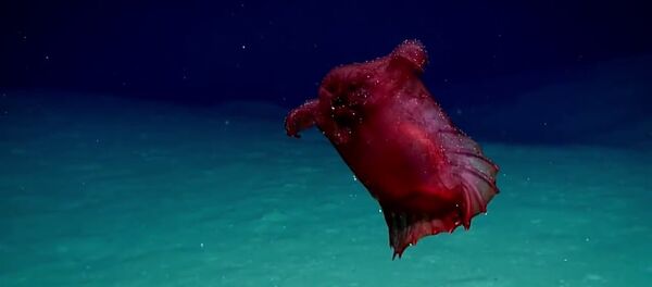 Başsız tavuk canavarı - Sputnik Türkiye