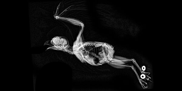 Hayvanların X-Ray Görüntüleri - Sputnik Türkiye
