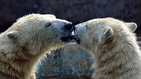 Kutup ayıları - Sputnik Türkiye
