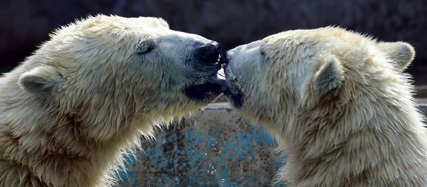 Kutup ayıları - Sputnik Türkiye