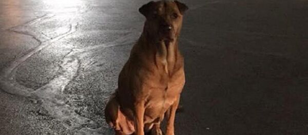 Köpek 'Prenses' - Sputnik Türkiye