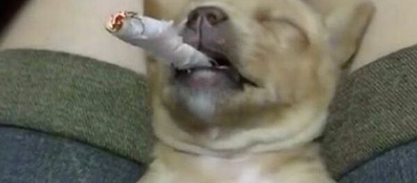 Yavru köpeğe zorla sigara içirdiler - Sputnik Türkiye