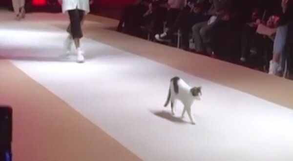 Podyumun tozunu attıran kedi, defileye damga vurdu - Sputnik Türkiye