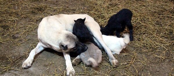 Kangal köpeği, kuzulara annelik yapıyor - Sputnik Türkiye