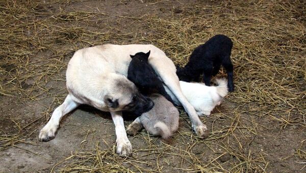 Kangal köpeği, kuzulara annelik yapıyor - Sputnik Türkiye