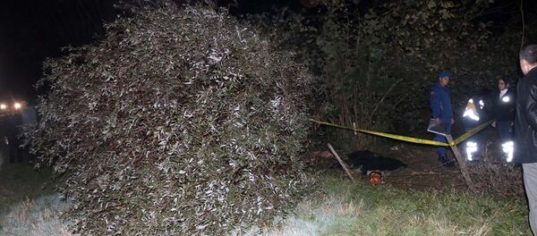 Düzce'de kestiği ağacın altında kalan kişi hayatını kaybetti. - Sputnik Türkiye