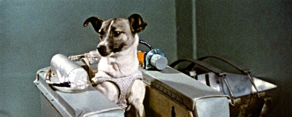 Layka - Sputnik Türkiye