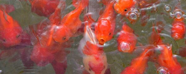 Serada yetiştirilen süs balığı - Sputnik Türkiye