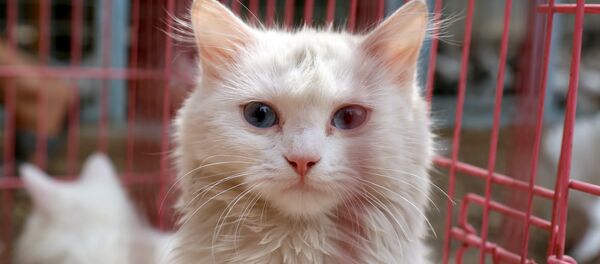 Hayvan barınağı - Sputnik Türkiye