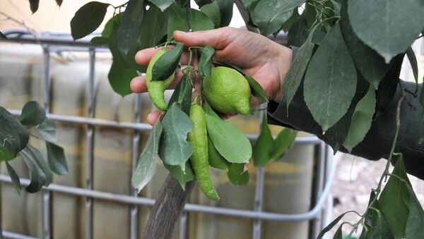 Hatay'ın Dörtyol ilçesinde limon ağacındaki bibere benzeyen limonlar - Sputnik Türkiye