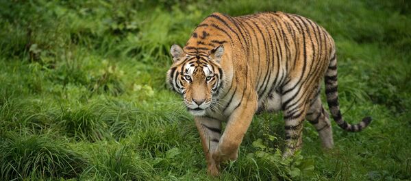 Kaplan Kaplan - Sputnik Türkiye