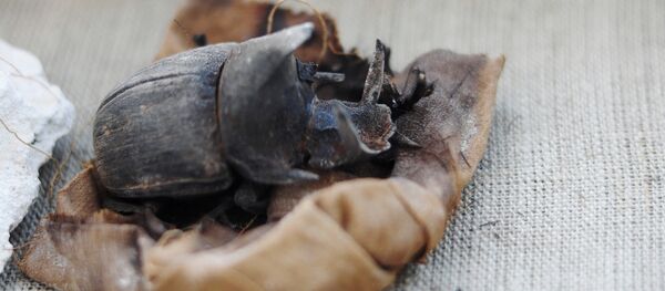 Antik Mısır'ın kutsal böceğinin mumyası bulundu - Sputnik Türkiye