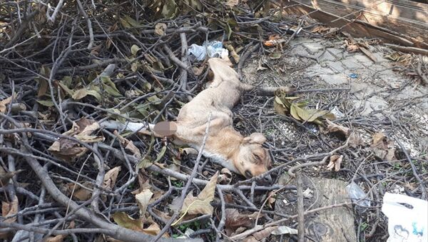 Sakarya'nın Pamukova ilçesinde patisi kesik halde bulunan köpek, tedavi altına alındı. - Sputnik Türkiye