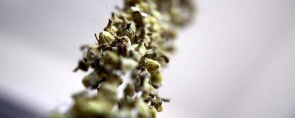 Bamya - Sputnik Türkiye