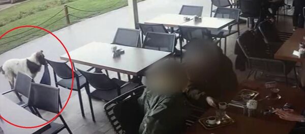 AVM'de tişört, şal ve triko çalan köpek güvenlik kameralarına yakalandı - Sputnik Türkiye