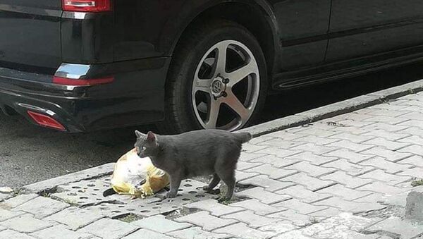 Sultangazi'de kuyruğu kesilmiş bir kedi - Sputnik Türkiye