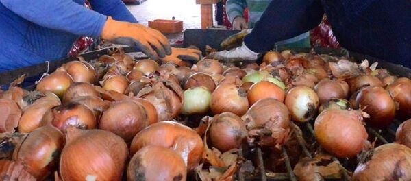 soğan - Sputnik Türkiye