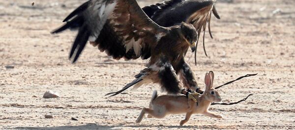 Mısır’da Dünya Doğancılık Günü kutlandı - Sputnik Türkiye