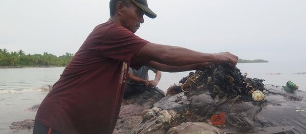 Ölü balinanın midesinden 6 kilo çöp çıktı - endonezya - Sputnik Türkiye