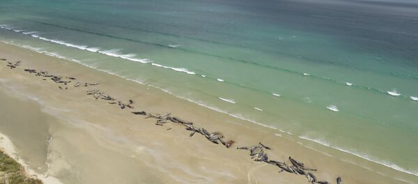 Yeni Zelanda'da kıyıya vuran 150'ye yakın balina öldü - Sputnik Türkiye