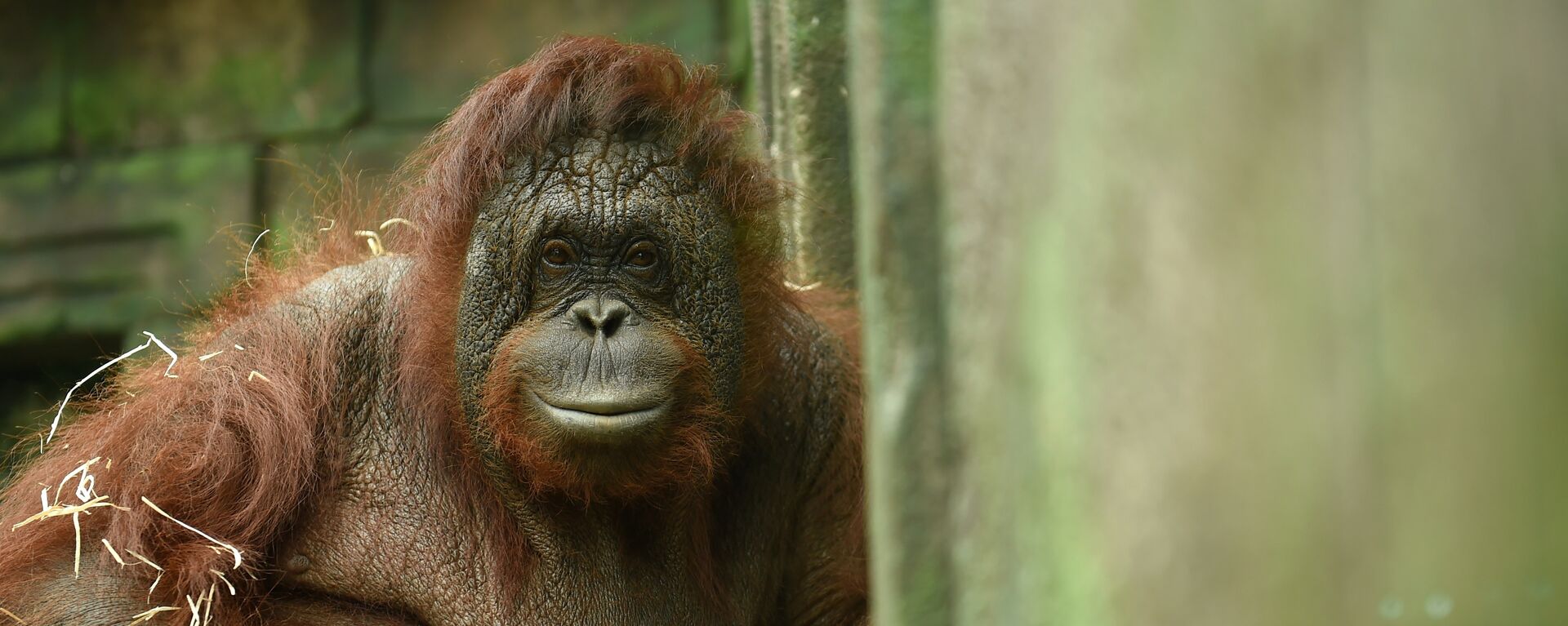 Orangutan - Sputnik Türkiye, 1920, 09.06.2022