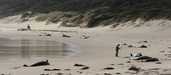 Avustralya'da çok sayıda baline kıyıya vurdu Avustralya'da çok sayıda baline kıyıya vurdu - Sputnik Türkiye