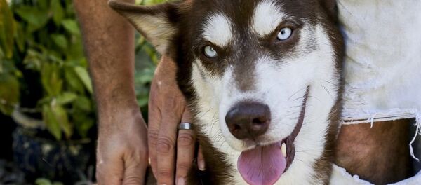 Köpek Sinatra Köpek Sinatra - Sputnik Türkiye