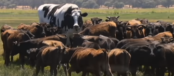 Knickers the Holstein Friesian Australian steer takes the internet by storm - Sputnik Türkiye