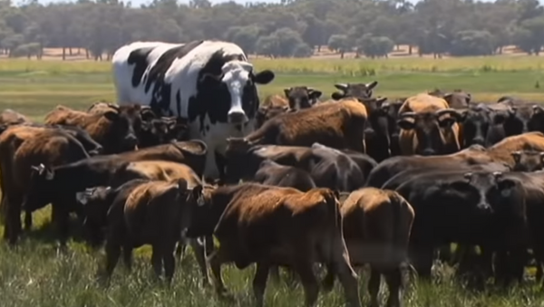 Knickers the Holstein Friesian Australian steer takes the internet by storm - Sputnik Türkiye