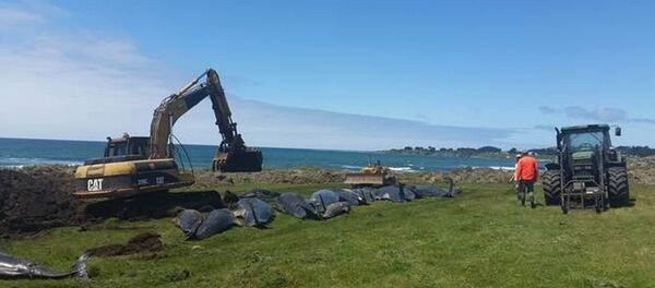 Yeni Zelanda'da kıyıya vuran 150 balina öldü Yeni Zelanda'da kıyıya vuran 150 balina öldü - Sputnik Türkiye