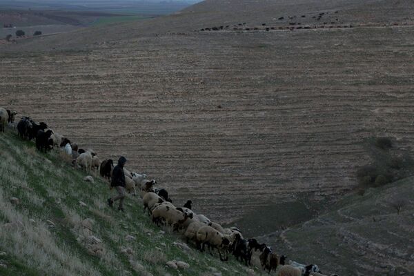 Yaklaşık 100 koyun ve keçiden oluşan bir sürüye bakan 13 yaşındaki Mervan - Sputnik Türkiye