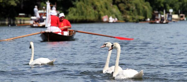 İngiltere'de Kraliçe'nin 7 kuğusu havalı tüfekle öldürüldü İngiltere'de Kraliçe'nin 7 kuğusu havalı tüfekle öldürüldü - Sputnik Türkiye