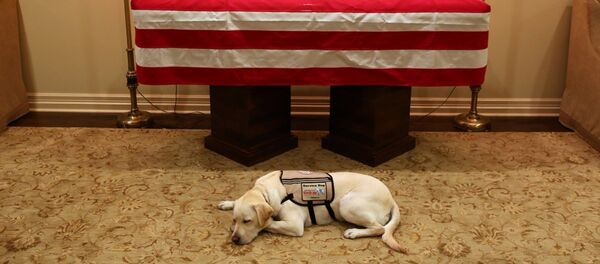 Rehber köpek Sully, George HW Bush'un tabutu başında - Sputnik Türkiye