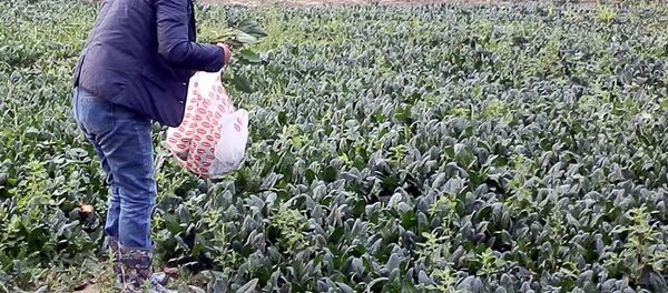 Ispanak tarlası - Sputnik Türkiye