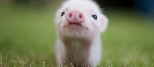 domuz yavrusu domuz yavrusu - Sputnik Türkiye
