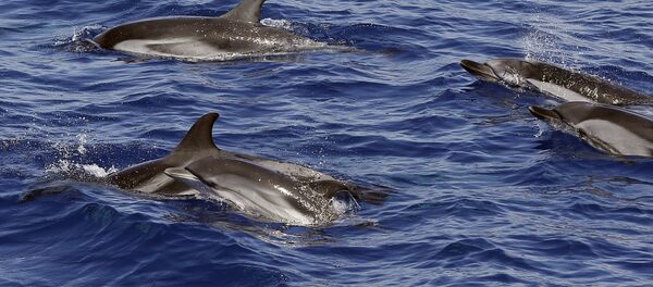 Yunuslar - Sputnik Türkiye