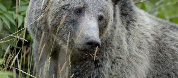 Ayı - Sputnik Türkiye