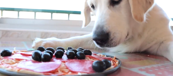 Köpek - Sputnik Türkiye