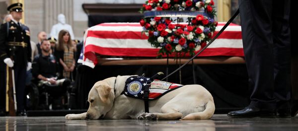 ABD Kongresi'nin Capitol Hill binasının Rotunda bölümünde ziyaret edilen 41. Başkan George H.W. Bush'un naaşını rehber köpeği Sully son kez selamlamaya geldi. ABD Kongresi'nin Capitol Hill binasının Rotunda bölümünde ziyaret edilen 41. Başkan George H.W. Bush'un naaşını rehber köpeği Sully son kez selamlamaya geldi. - Sputnik Türkiye