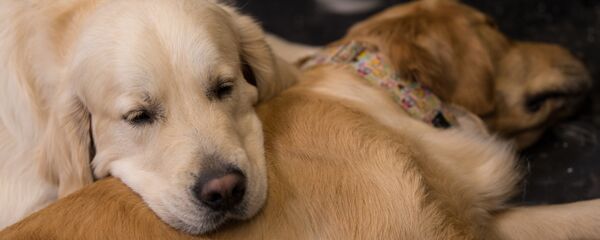 Golden Retriever cinsi köpek - Sputnik Türkiye