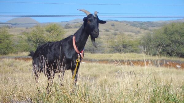 Black goat - Sputnik Türkiye