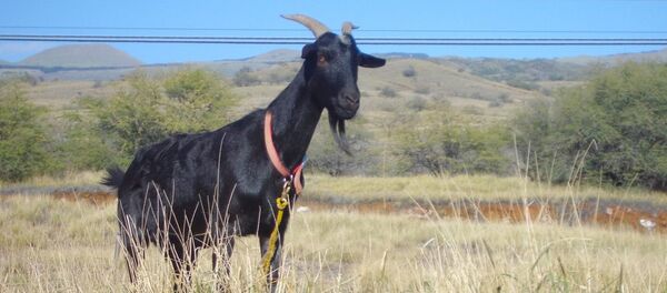 Black goat - Sputnik Türkiye