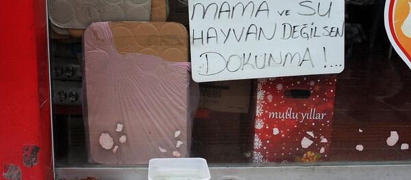 Kediye vurup, üzerindeki battaniyeyi aldı - Sputnik Türkiye