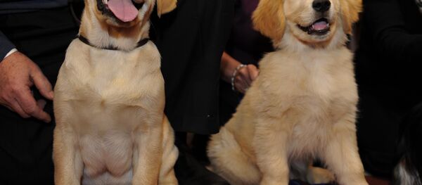 Golden Retriever cinşi köpek - Sputnik Türkiye