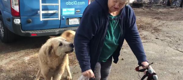 ABD'de bir köpek, kül olmuş evin önünde 1 ay sahiplerini bekledi - Sputnik Türkiye