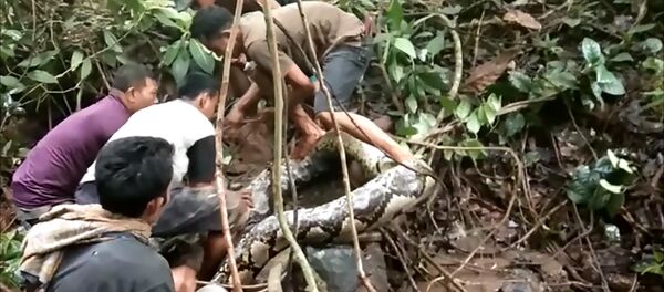 Endonezyalıların dev piton ile imtihanı - Sputnik Türkiye