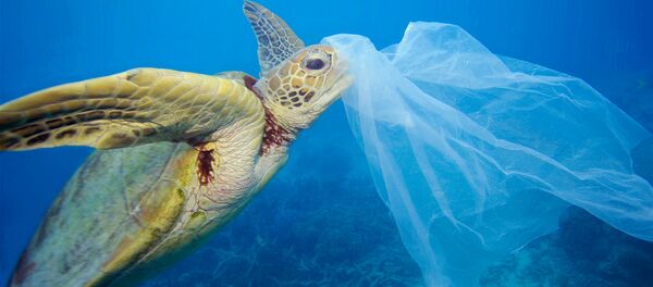 denize atılan plastik torbayı yiyen su kaplumbağası - Sputnik Türkiye